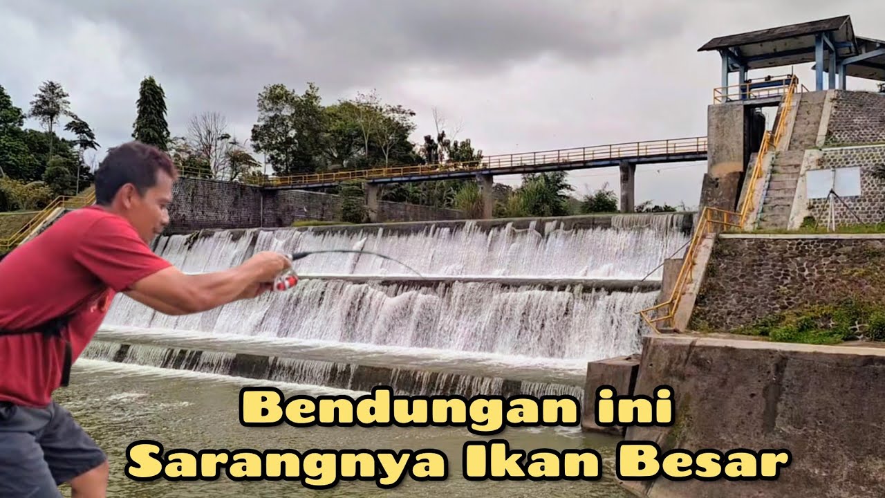 IKAN TERLALU BESAR...!!! ANGLER PRO SAMPAI KUWALAHAN NARIKNYA