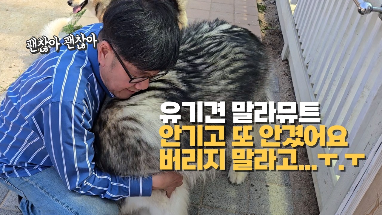 휴게소 옥상에 버려진 말라뮤트, 그리고 유기견 순돌이의 위기(?) 😡 #웰시코기 #말라뮤트 #유기견