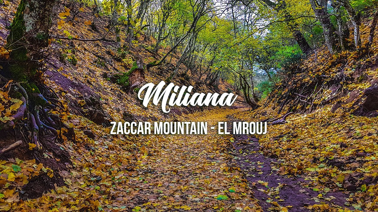 Miliana - Zaccar Mountain El Mrouj | مليانة - جبل زكار - المروج