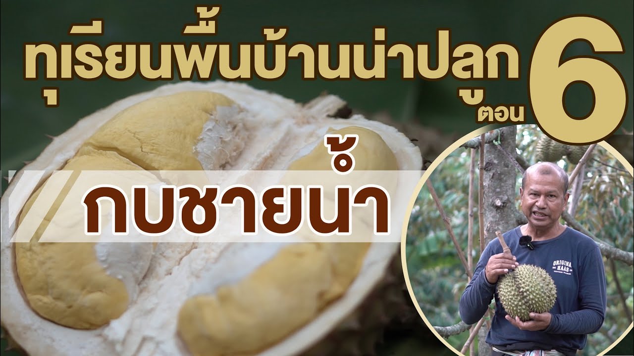 สวนตาก้าน ('66) : แนะนำทุเรียนน่าปลูก ตอน 6 