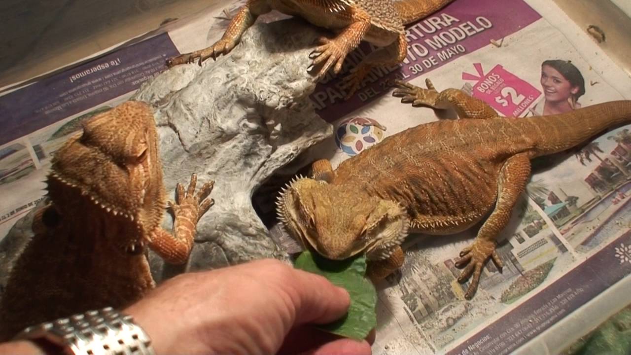 Dragon Barbudo Sandfire en Colombia (Pogona vitticeps) los reproductores!