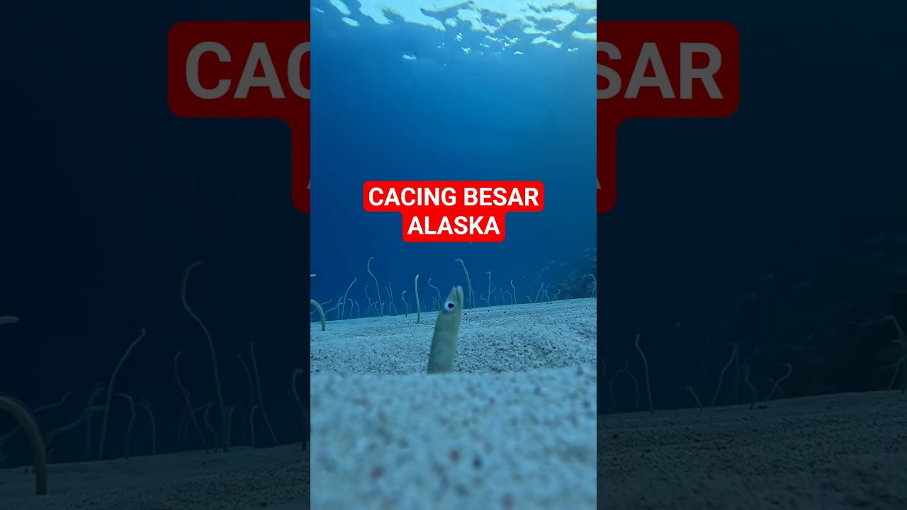 cacing besar alaska #trendingshorts #ikan #mancing #fishing
