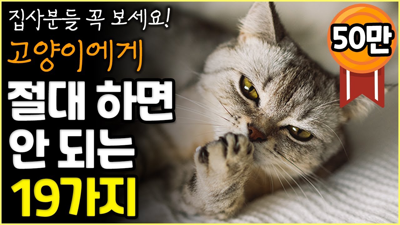 고양이에게 절대로 하면 안 되는 19가지 행동