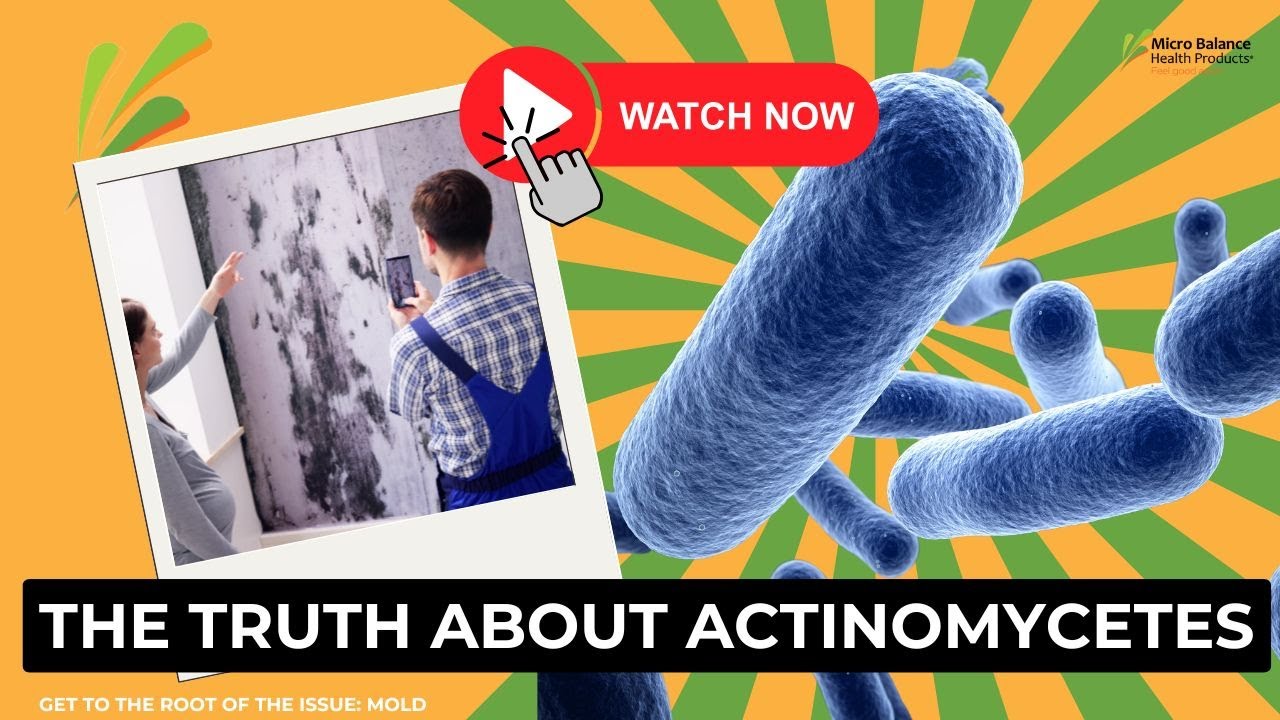 Worried About Actinomycetes in Your Home? Here&rsquo;s the TRUTH!
