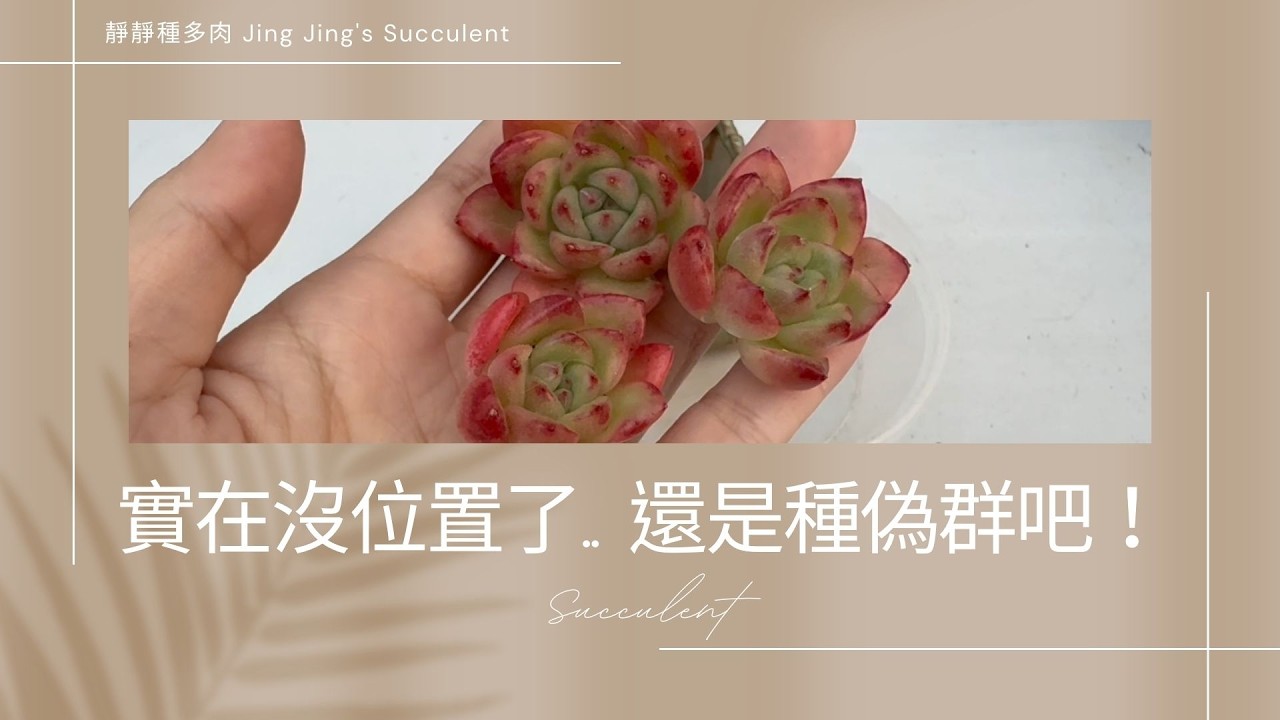 【靜靜種多肉】陽台實在沒位置了😢😢..想來想去，還是種成偽群吧😂😂！