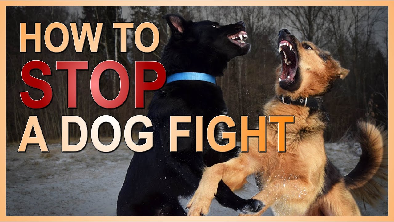 How to STOP a Dog Fight
