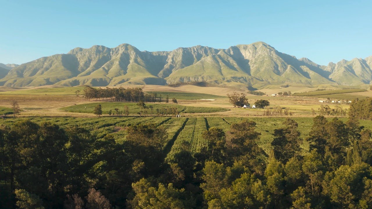 Música relajante / Relax / Wine #music #zen #therapy #relax #vineyard #viñedo #wine
