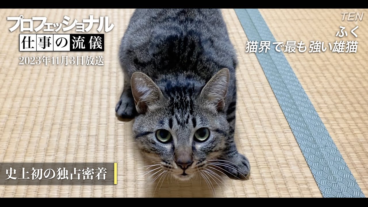 人間に異常なまでに敵意を持つ保護猫に密着 その真実とは...