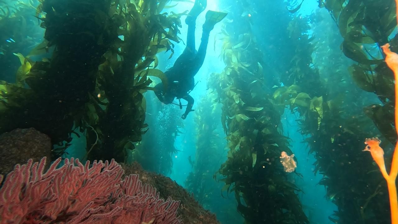 Diving Catalina