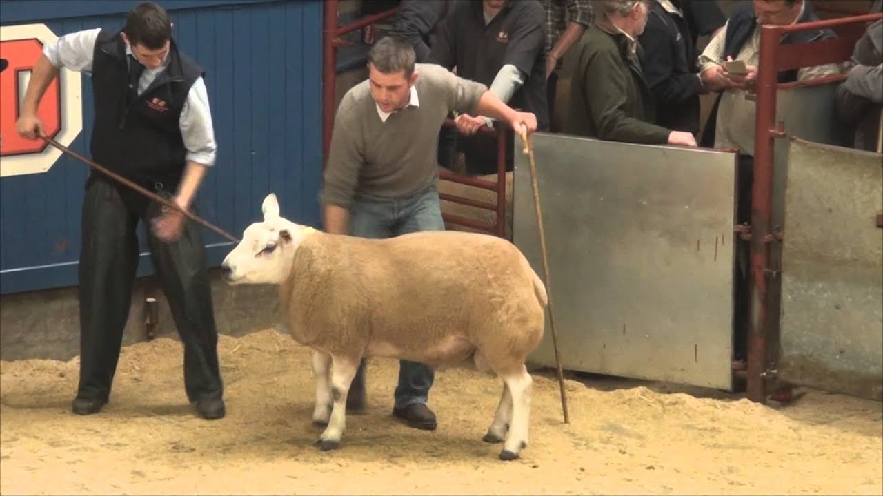 Longtown Mart Ram Sale Wednesday 8th October 2014