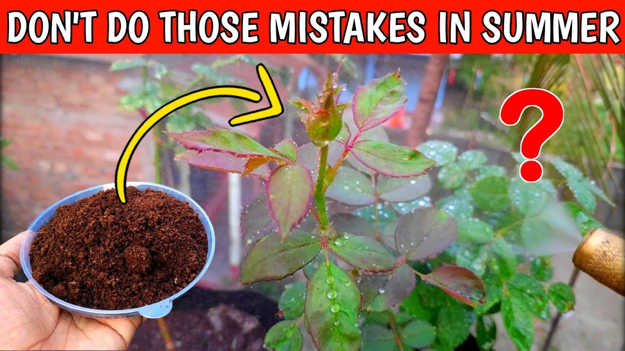 How To Care Rose Plant In Summer Season (IN HINDI) Summer Care For Rose Plants | Tips And Tricks