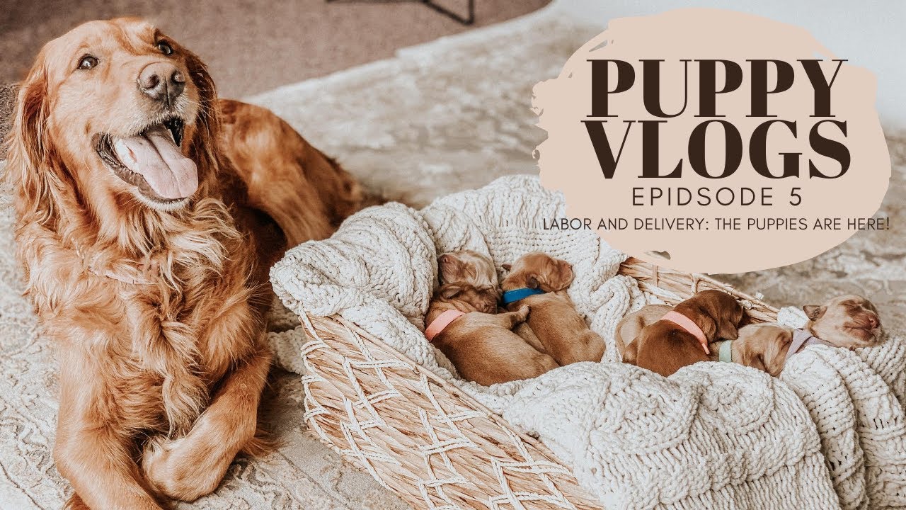PUPPY VLOGS EPISODE 5: Labor & Delivery (WARNING: Graphic Content)