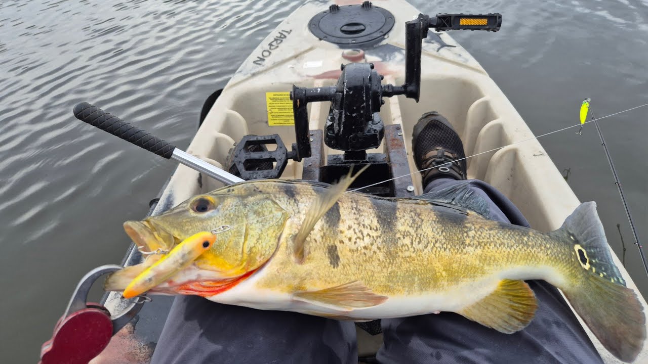 Testei a ISCA Xitara 70  da Albatroz na PESCARIA DE TUCUNARÉ NO LAGO PARANOÁ #mererofishing 