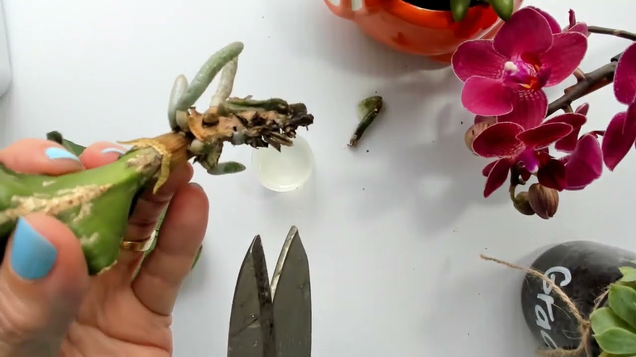Como desinfectar raices de orquideas podridas lo que debes hacer para salvar tu planta #406