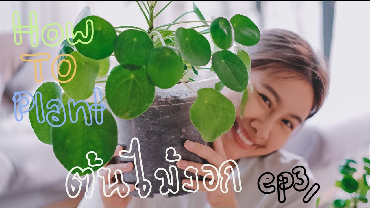 |ต้นไม้งอก| EP.3 “Pilea Peperomioides” ไพเรีย(ต้นไม้)คุณแม่ลูกดก