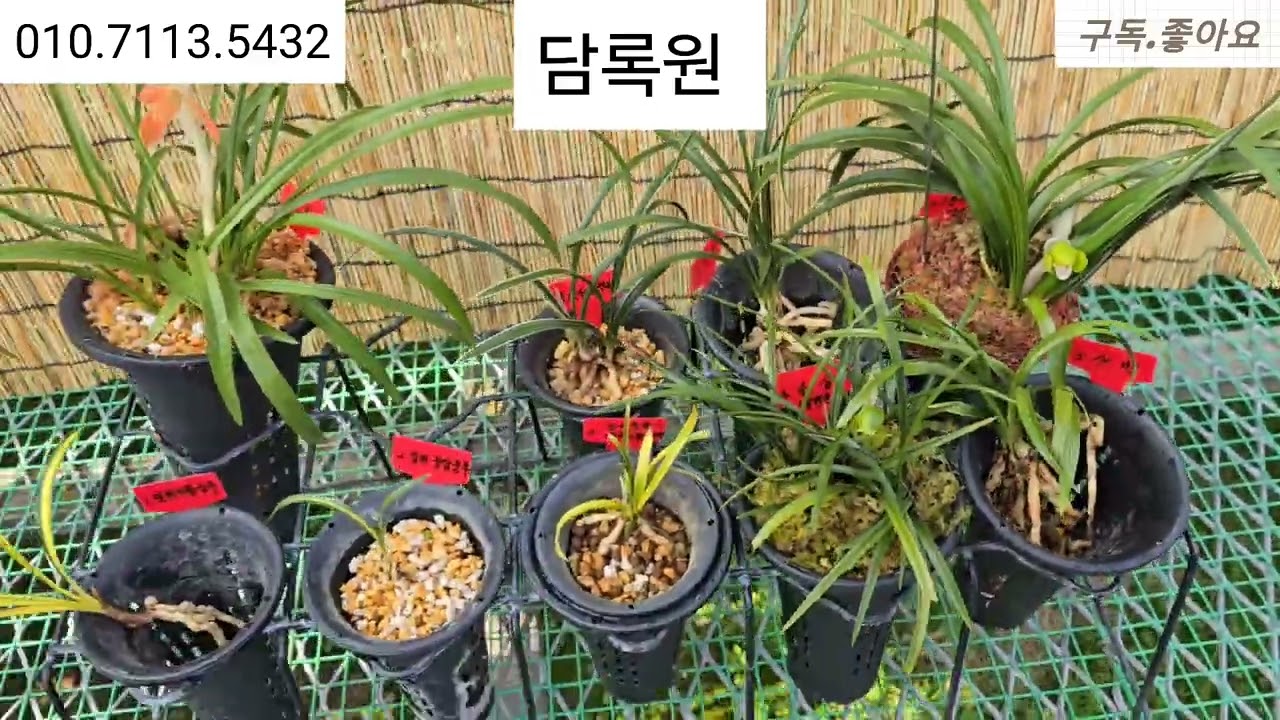 2월21일.입변극황중투외 9품종