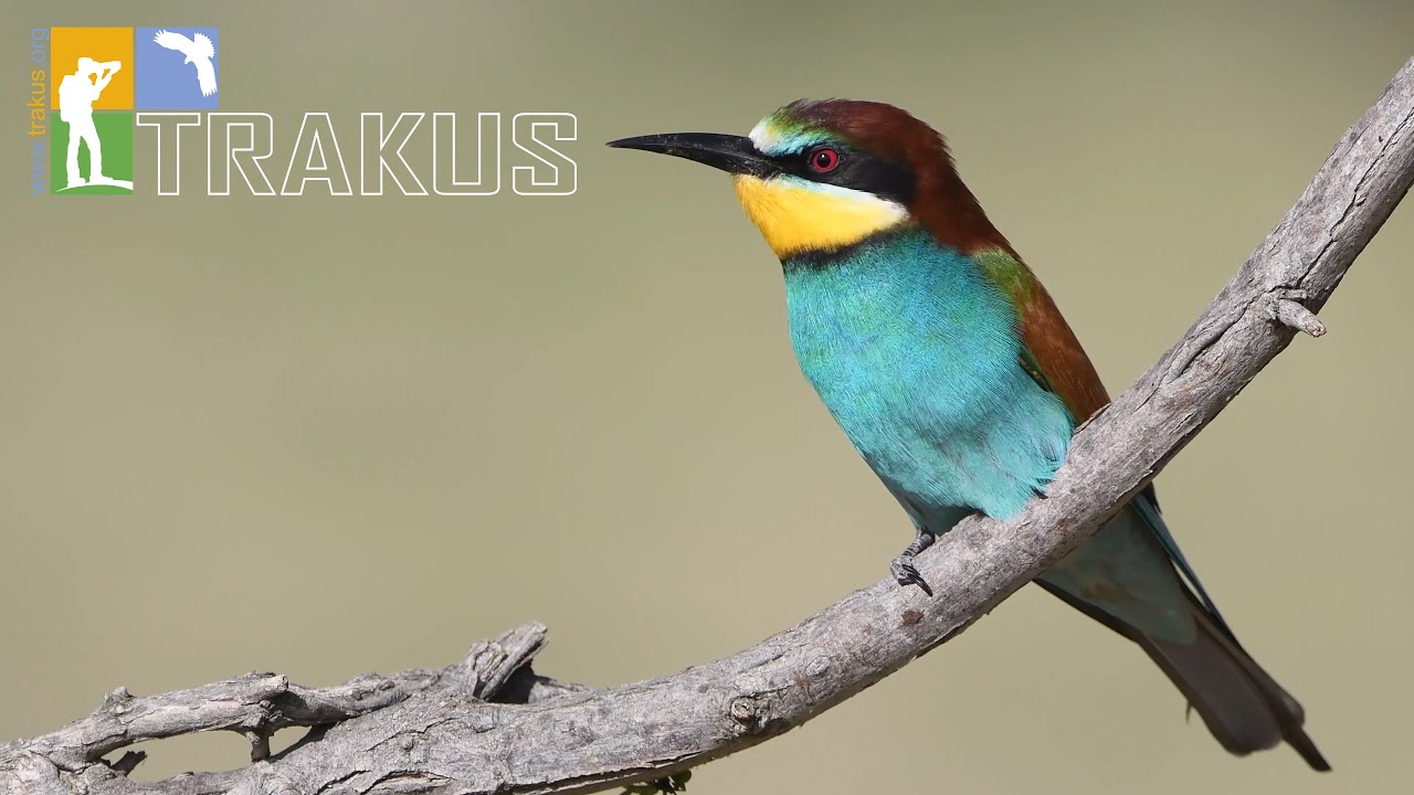 Burdur'un Kuşları - Murat Saltık