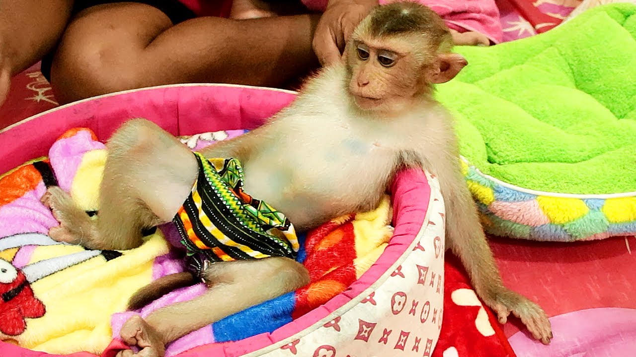 Funny Baby Monkey| My Boss Lyly Lay Down on Soft Bed Waiting Dad Massage for