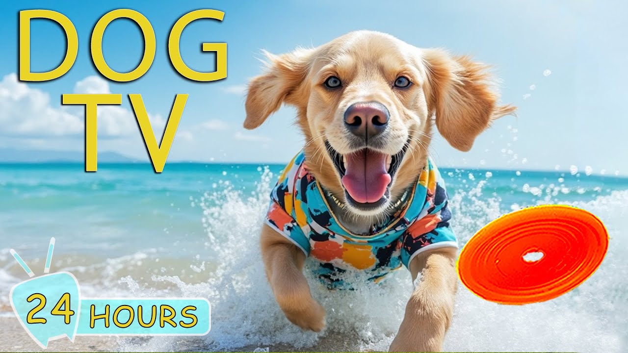 DOG TV for Dogs to Watch: Best Video Entertain & Stress Relief for Dogs When Home Alone - Music Dogs