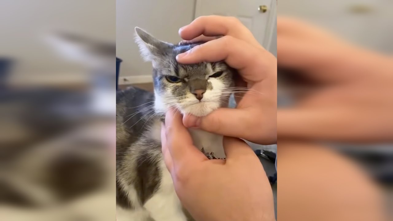 Funny Animals Cats&Dogs Part 22 🐈🐩#cat #dog #funny #video #kitten #puppy #animals