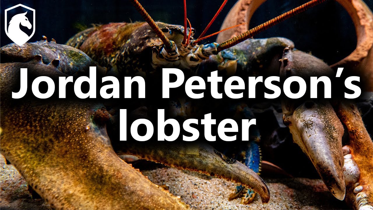 Is Jordan Peterson Correct About Lobster Hierarchies? (from Livestream #43)