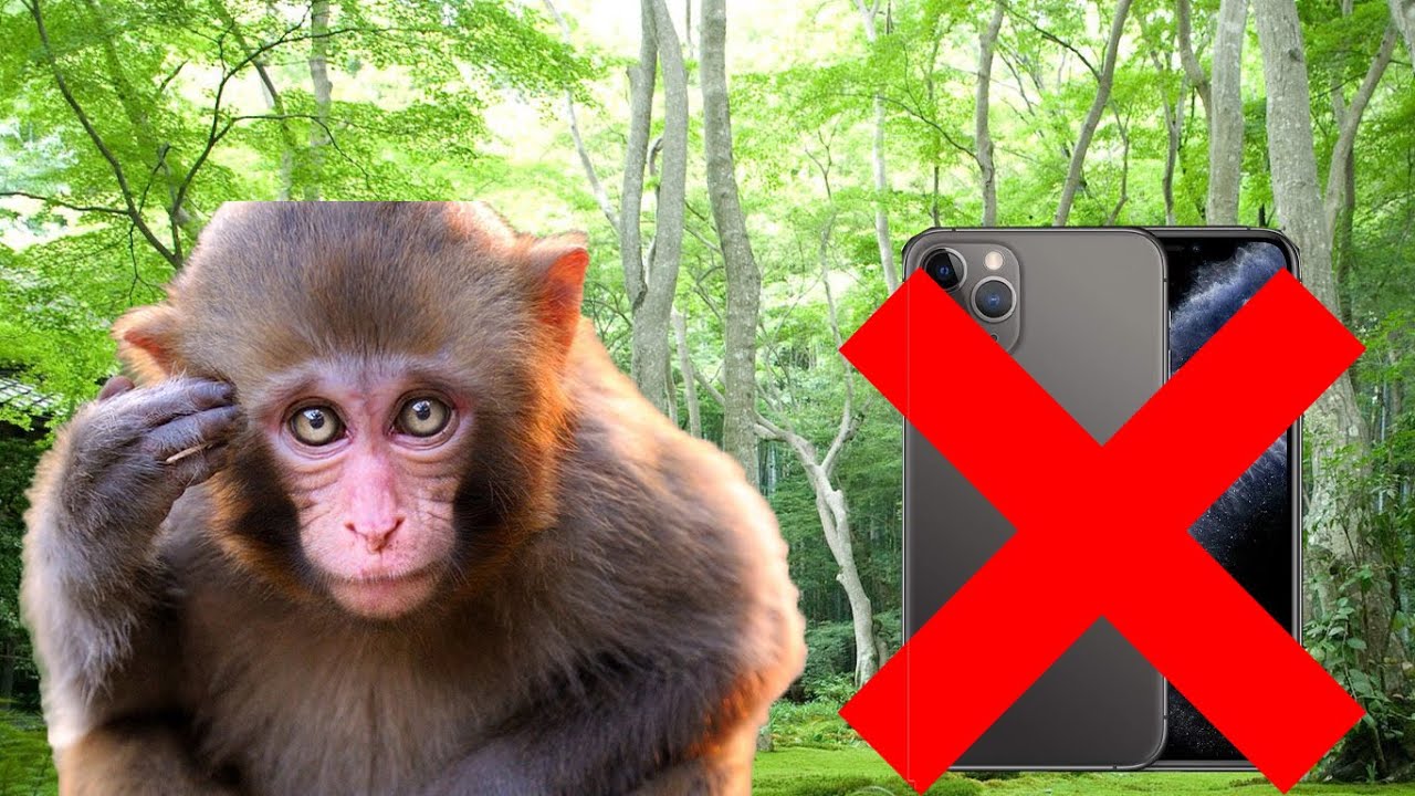 IF MONKEY COULD TALK #voiceover
