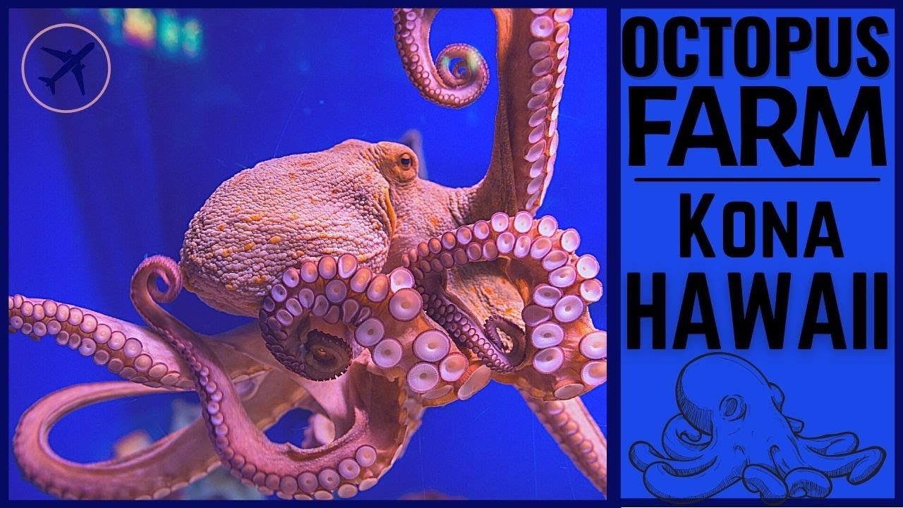 Octopus Farm |Kailua-Kona Hawaii 2021|