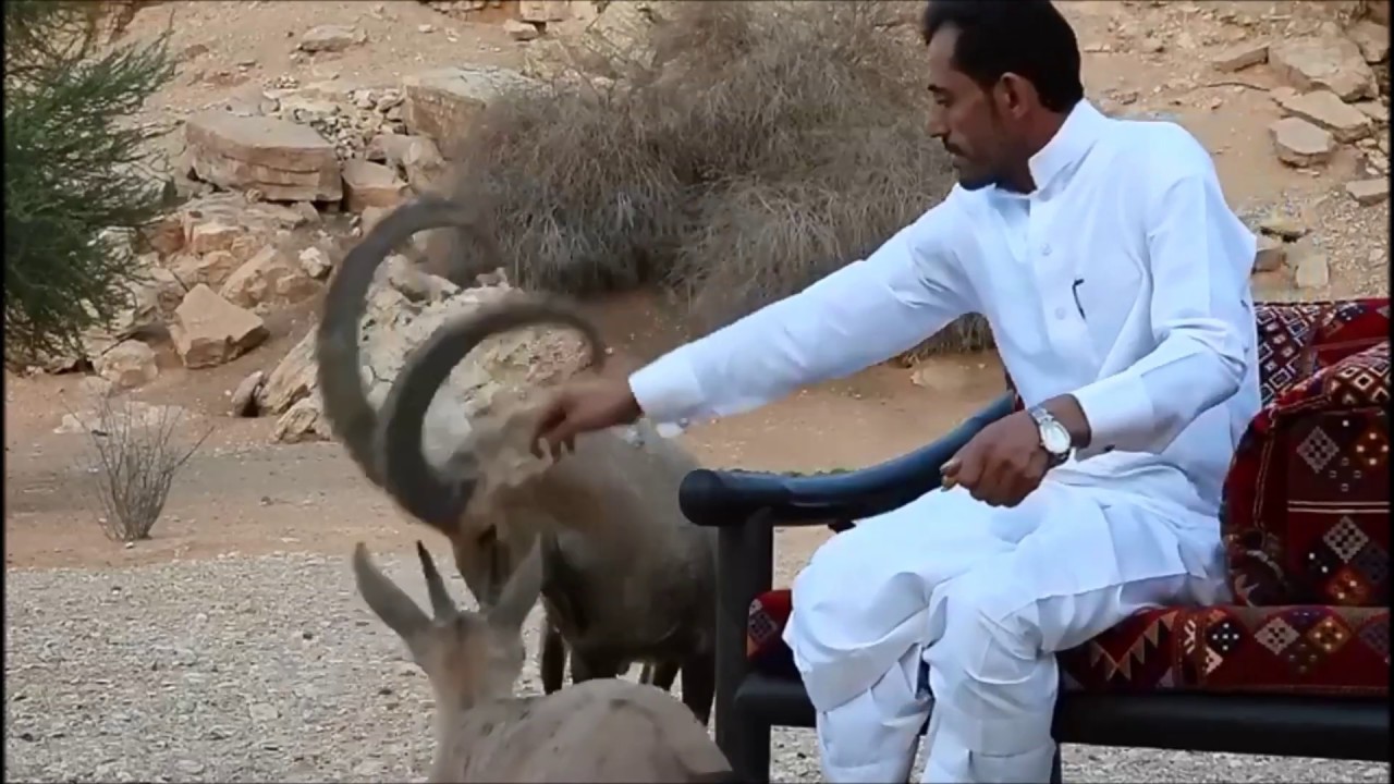 عبيد العوني في محمية الشعبة  الوعول والغزلان والوبران والارنب   arabian ibex Wildlife