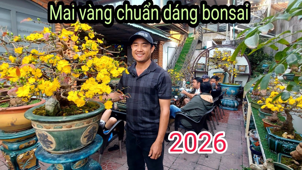 Mai vàng, hàng tuyển chuẩn bonsai, Giao lưu LH:0988188862