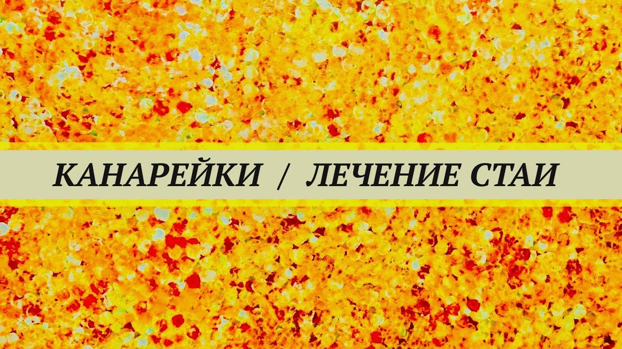 У канарейки текут слёзы, понос, тяжелое дыхание,  запор, клоака воспалена (клоацит). Лечение стаи.