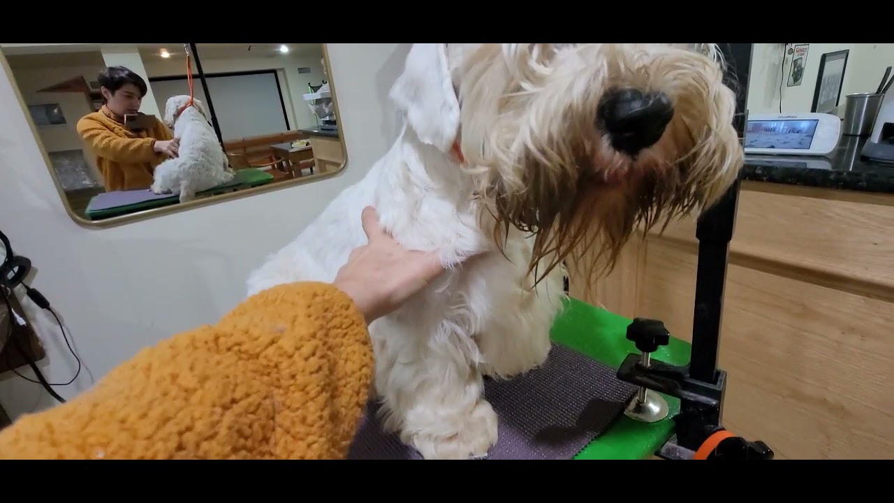 Brushing your Sealyham Terrier!