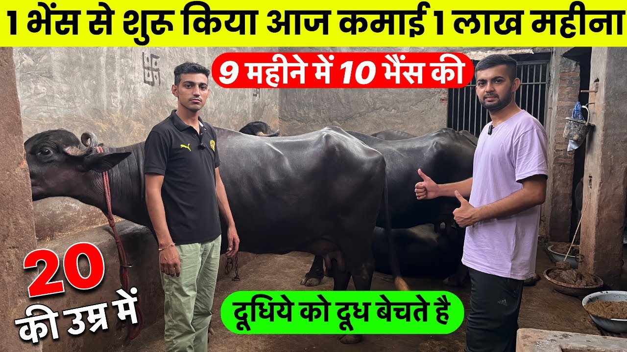 1 भैंस से DairyFarm में Lakho kamai,MurrahBuffalo DairyFarm Business ,Low Budget dairy