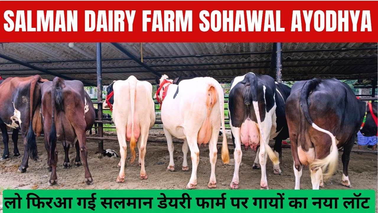 लो फिरआ गई सलमान डेयरी फार्म पर गायों का नया लॉट,सोहावल अयोध्या यूपी ।