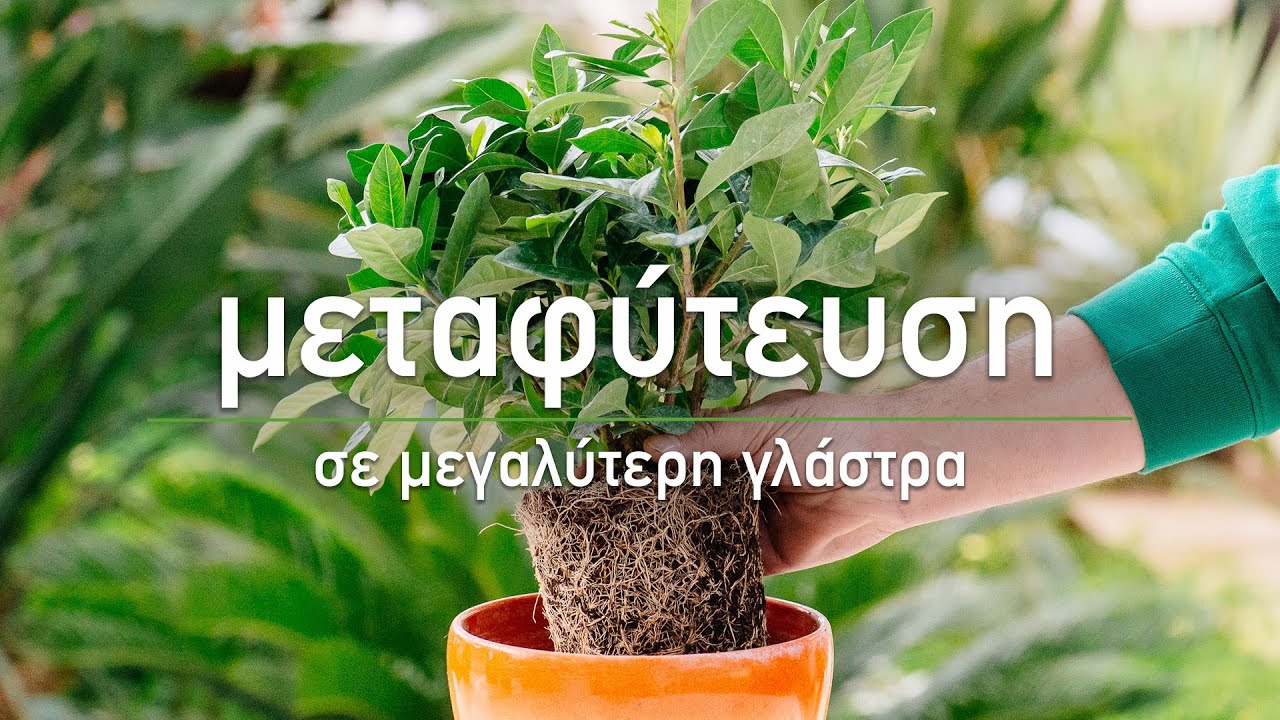 🌱 Μεταφύτευση φυτών σε μεγαλύτερη γλάστρα - Τα Μυστικά του Κήπου