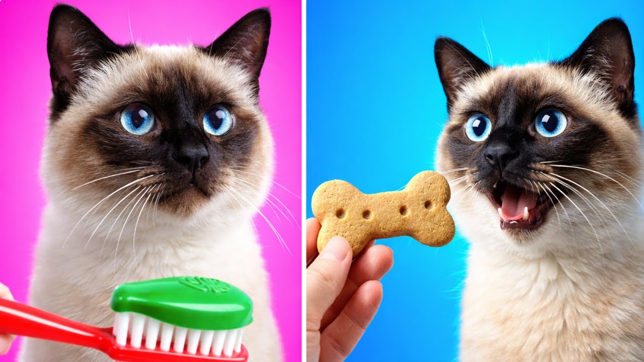 Cats React to TikTok Trends 😹🐾 Too Funny to Miss! | 123GO! ZOO