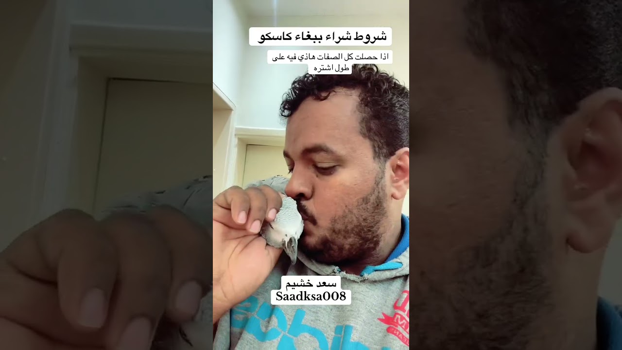 قبل تشتري ببغاء كاسكو طبق الشروط 