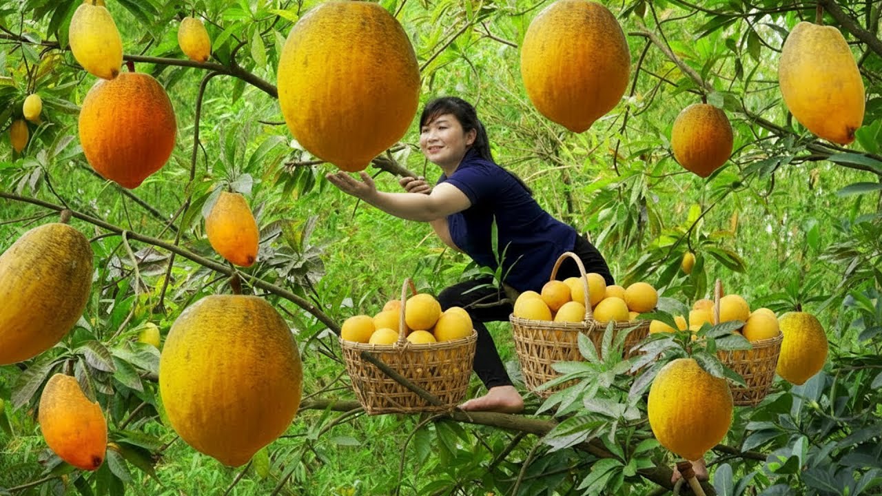 Harvest Lucuma, Goes To Market Sell - Harvesting and Cooking | Daily Life