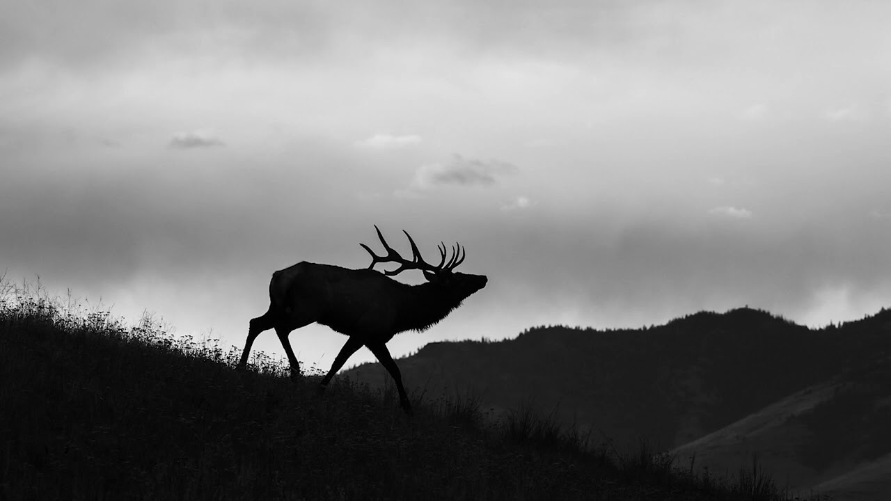 Elk Season