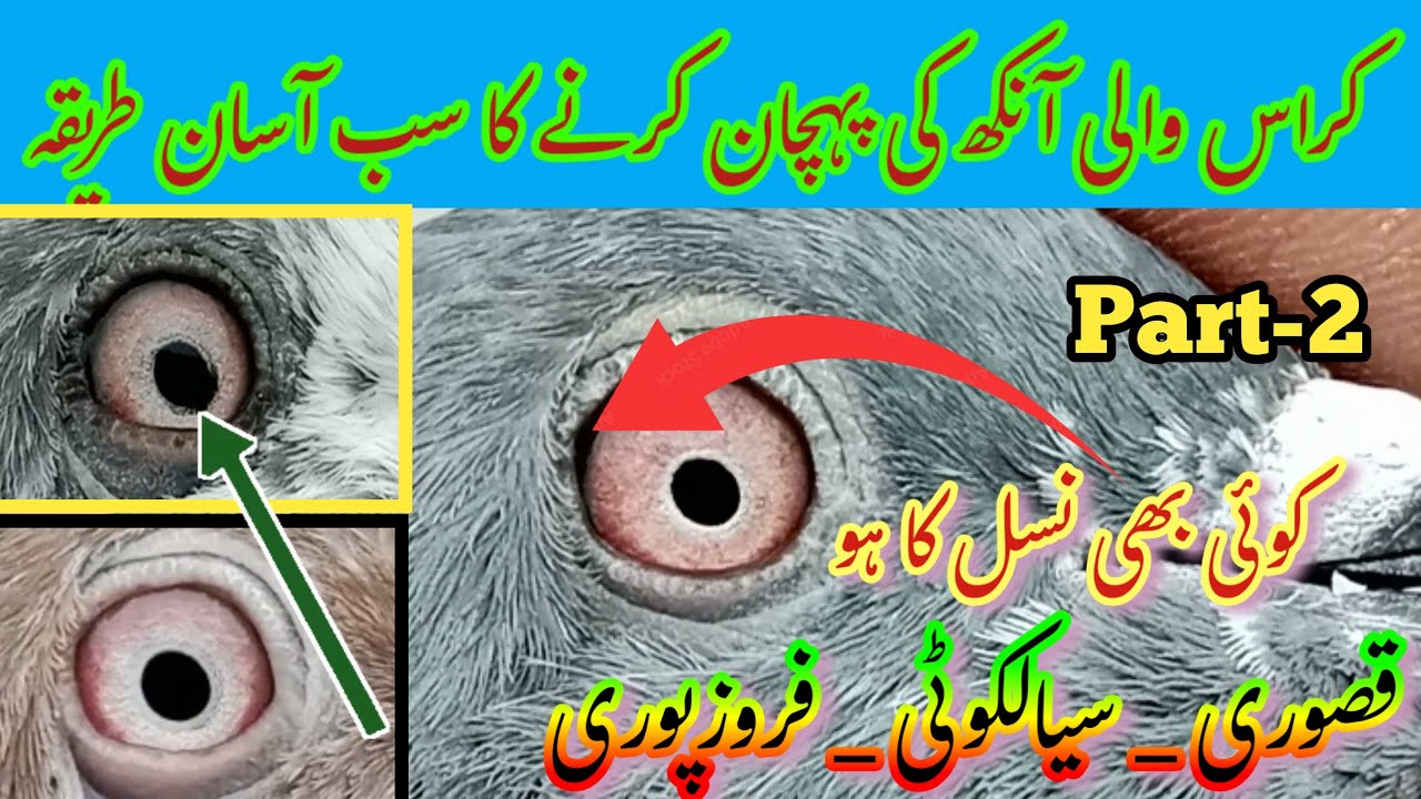 Cross Walay Kabootar Ki Eyes 👀 Ki Pehchan Kaise Kare |Pigeon Day1
