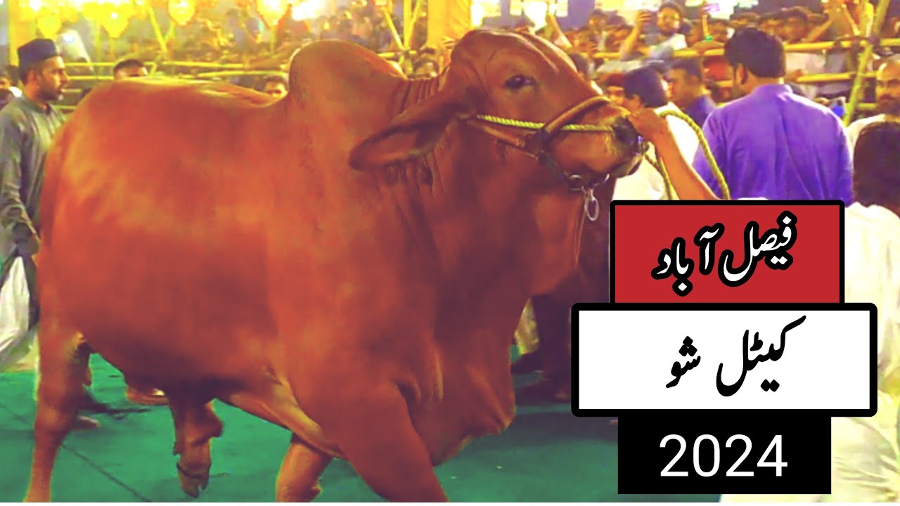 Faisalabad cattle show 2024 || Biggest bull 1439kg win || Haji goat farm || faisalabad bakra mandi