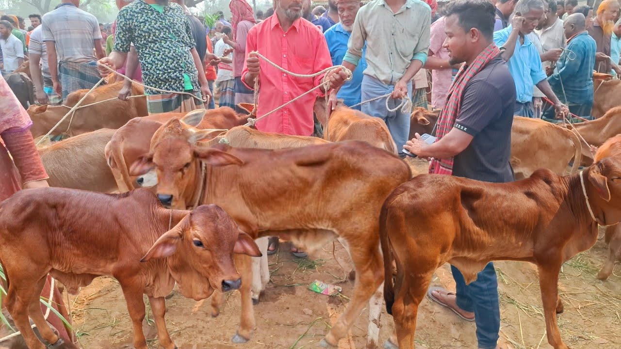 আজ ১০/৩/২৬ | শেরপুরের খামারী কেমন দামে ছোট ছোট বাছুর কিনছেন/কিনলেন | আমবাড়ী হাট 