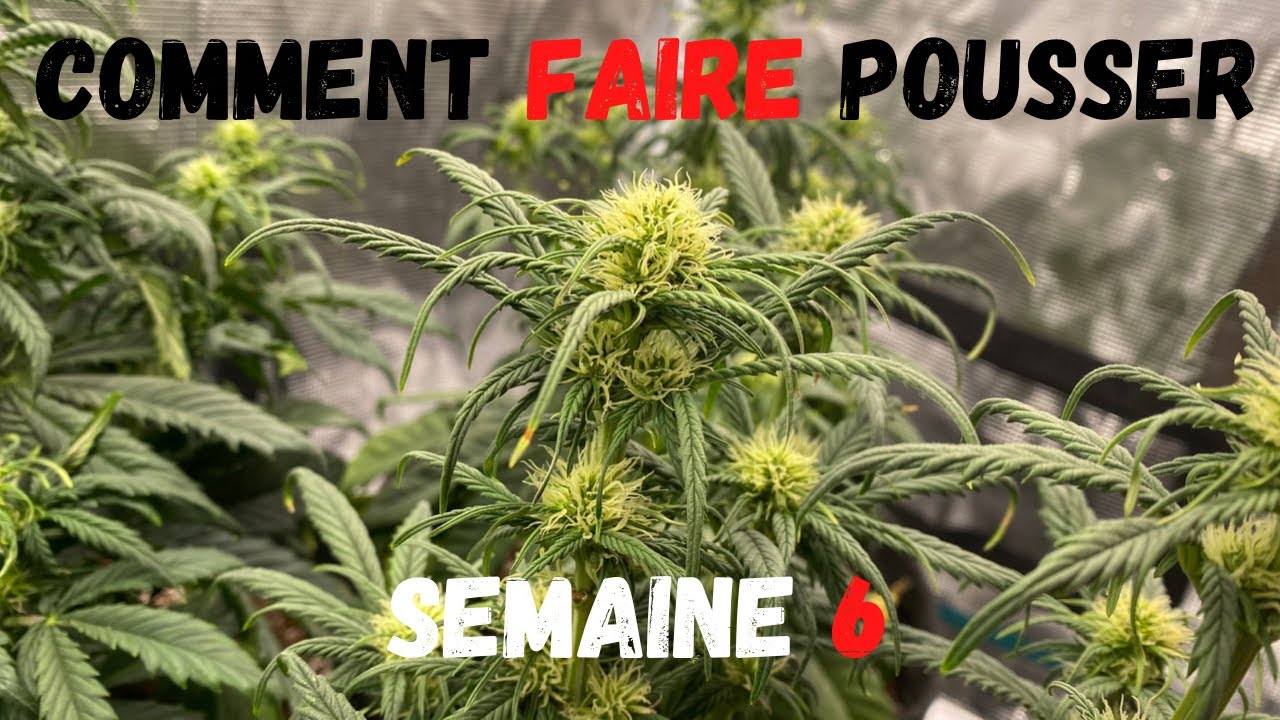 AUTOFLORAISON SEMAINE 6