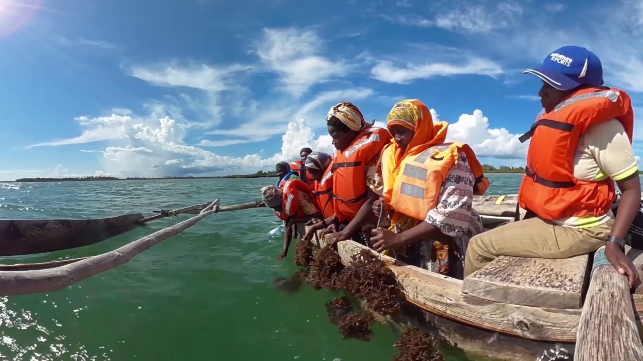 Making Waves:  Rethinking Seaweed Farming for Women's Empowerment