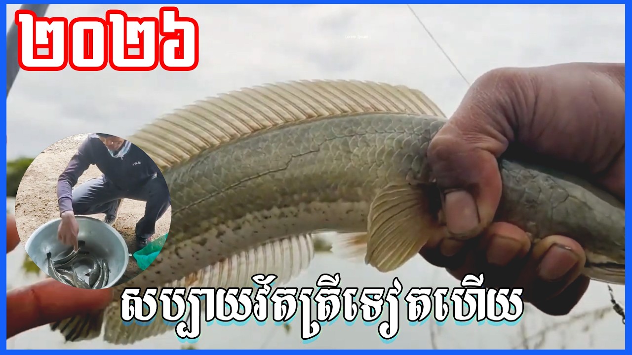 ស្ទូចត្រីទៀតហើយវាត់បានៗតែម្ដងថ្ងៃនេះ លេងត្រីបានច្រើនណាស់ ស្តូចត្រីធំបានច្រើន បបក់អន្ទង់ រៀនយកអន្ទង់