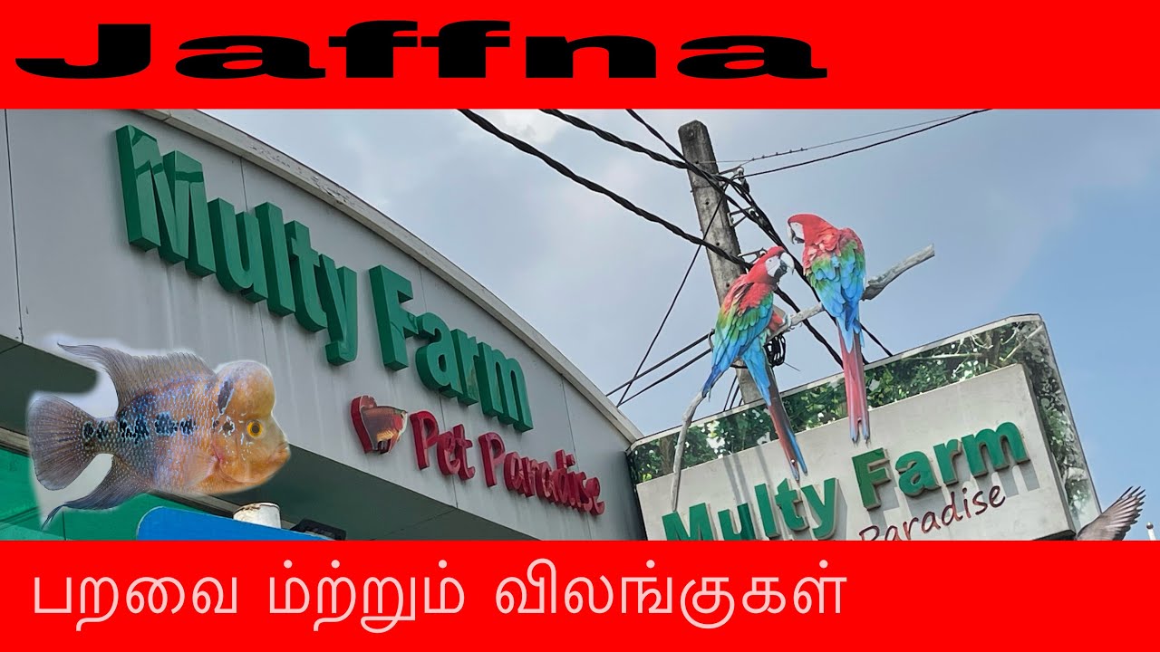 Jaffna  farm|pets and fish | suyan official
