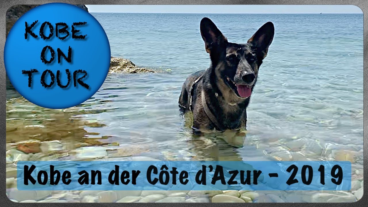 Kobe an der Côte d’Azur | Urlaub mit Hund
