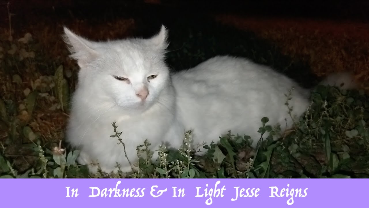 💕 In Darkness & In Light Jesse Reigns 💕