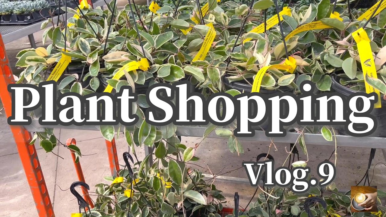 花店Plant Shopping@ Valleyview Gardens Pothos/Hoya/Snake Plant/Lipstick Plant
