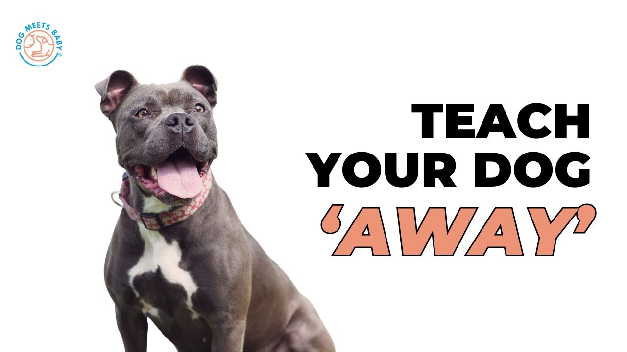 Teaching your dog 