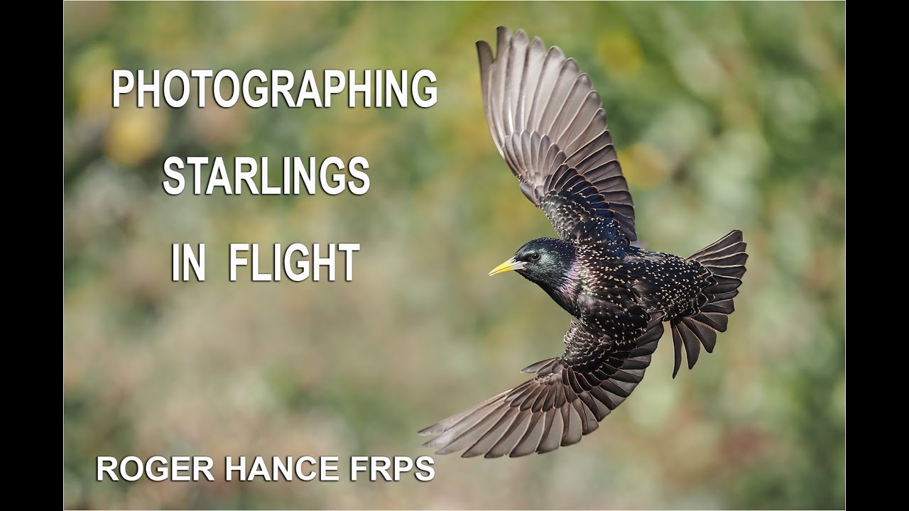 Photographing Starlings in Flight Using the OLympus EM1 MkII and Pro Capture